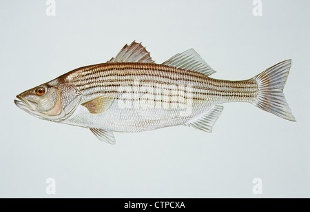 Striped bass, Morone saxatilis illustrazione di pesce