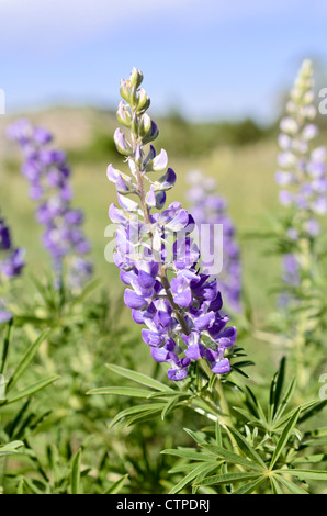 Lupino argenteo (lupinus argenteus) Foto Stock