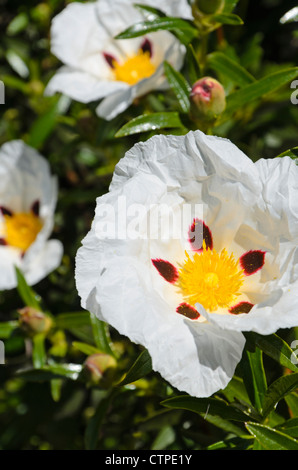 Crimson spot rock rose (cistus ladanifer) Foto Stock