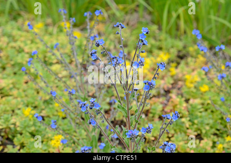 Il Segugio cinese la linguetta (cynoglossum amabile) Foto Stock