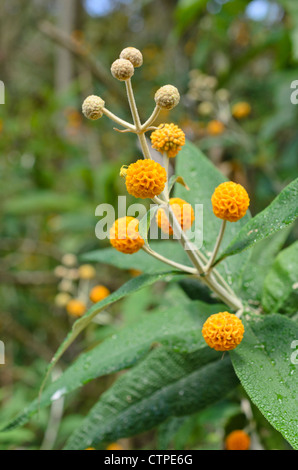 Sfera arancione (buddleja buddleja globosa) Foto Stock