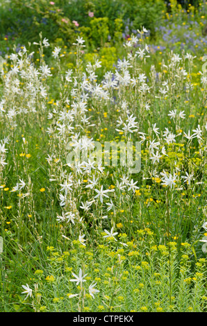 Giglio di San Bernardo (Anthericum liliago) Foto Stock