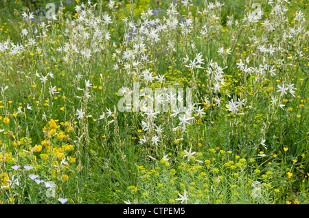 Giglio di San Bernardo (Anthericum liliago) Foto Stock