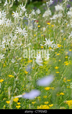 Giglio di San Bernardo (Anthericum liliago) Foto Stock