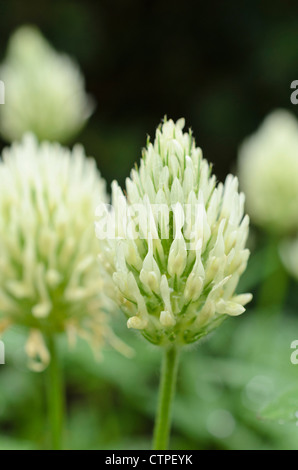 Ungherese di trifoglio rosso (Trifolium pannonicum) Foto Stock