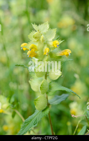 Sonaglio giallo (rhinanthus alectorolophus) Foto Stock