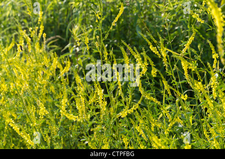 Giallo trifoglio dolce (melilotus officinalis) Foto Stock