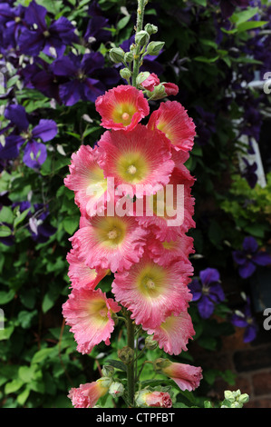 Alcea comunemente conosciuto come Hollyhock Foto Stock