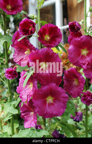 Alcea comunemente conosciuto come Hollyhock Foto Stock