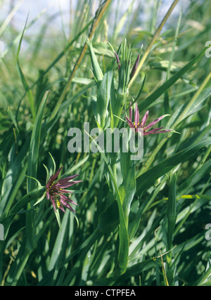 Salsefrica Tragopogon porrifolius (Asteraceae) Foto Stock