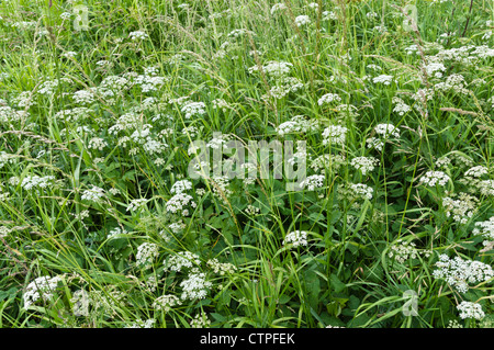 Massa sambuco (aegopodium podagraria) Foto Stock