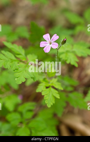 Herb robert (Geranium robertianum) Foto Stock