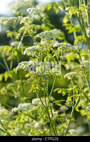 Il veleno la cicuta (conium maculatum) Foto Stock