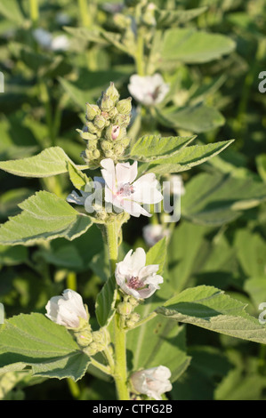 Altea (Althaea officinalis) Foto Stock