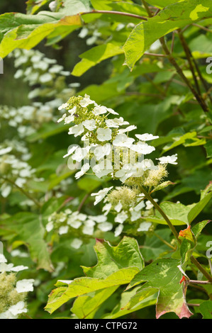 Oak-lasciava ortensia (Hydrangea quercifolia) Foto Stock