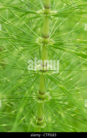 Equiseto gigante (equisetum telmateia) Foto Stock