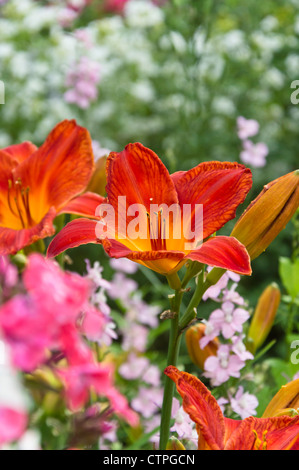 Giglio di giorno (Hemerocallis) Foto Stock