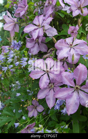 Clematis (Clematis hagleys ibrido) e lattiginosa campanula (Campanula lactiflora) Foto Stock