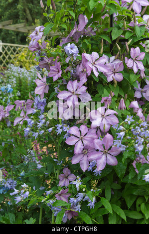 Clematis (Clematis hagleys ibrido) e lattiginosa campanula (Campanula lactiflora) Foto Stock