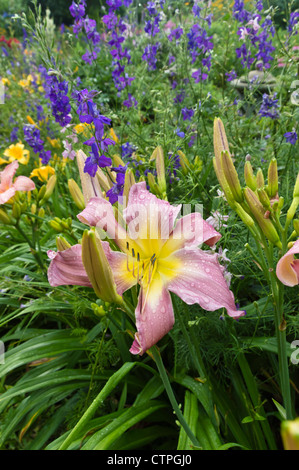 Giglio di giorno (Hemerocallis) e Rocket larkspur (consolida ajacis) Foto Stock