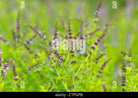 La MENTA PIPERITA (Mentha x piperita) Foto Stock