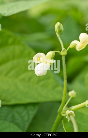 Verde fagiolo (Phaseolus vulgaris) Foto Stock