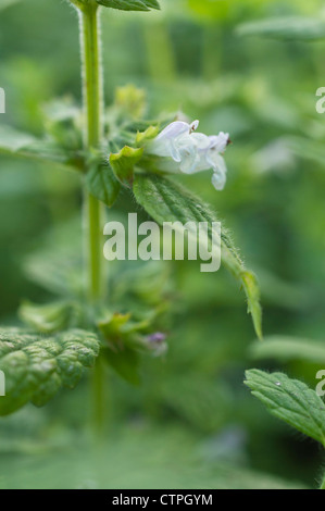 Melissa (Melissa officinalis) Foto Stock