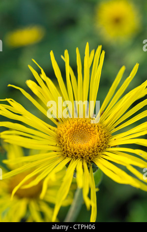 Enula (Inula helenium) Foto Stock