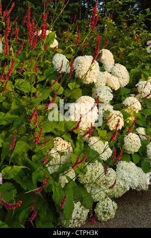 Ortensie degli alberi (Hydrangea arborescens 'Annabelle') e pile di montagna (Bistorta amplexicaulis 'Atropurpureum' syn. Annessicaule poligonale Foto Stock