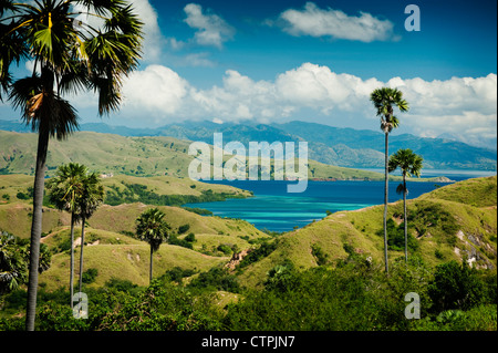 Isola di Rinca è una parte dell' Indonesia il Parco Nazionale di Komodo e casa del dragone di Komodo. Foto Stock