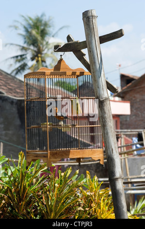 Caged bird appeso dal montante al di fuori di un villaggio rurale casa java indonesia Foto Stock