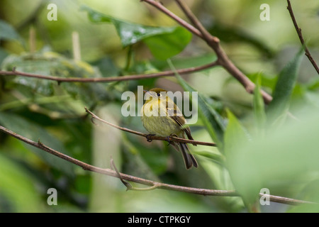 Flycatcher giallastro (Empidonax flavescens) Bajo Mono trail, Chiriqui Highlands, Panama. Foto Stock