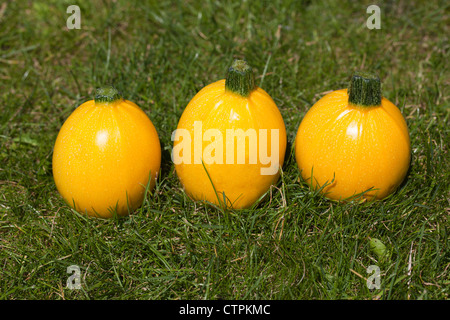 Giallo rotondo di zucchine Foto Stock