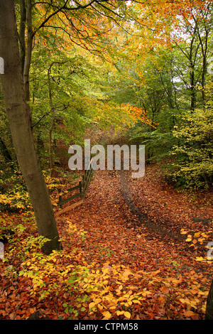 Leaf percorso coperto avvolgimento attraverso autunnale di bosco di latifoglie, Linacre boschi, Derbyshire, Regno Unito Foto Stock