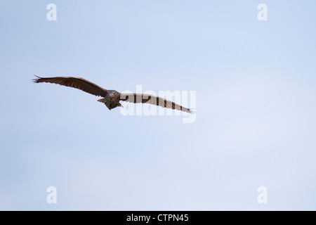 Rufous Night-Heron (Nycticorax caledonicus pelewensis) immaturo in volo sulla isola di Koror nella Repubblica di Palau. Foto Stock