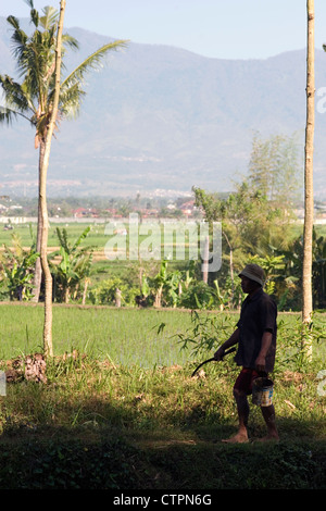 Campo locale lavoratore a piedi attraverso i campi di riso java indonesia Foto Stock