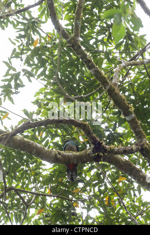 Risplendente Quetzal (Pharomachrus mocinno) femmina sul Bajo Mono o sentiero della pipeline di Boquete, Chiriqui Highlands, Panama. Foto Stock