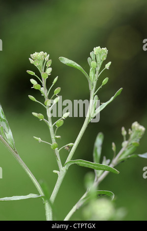 A STRETTA LASCIAVA PEPPERWORT Lepidium ruderale (Brassicaceae) Foto Stock