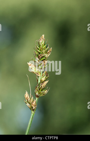 Falso FOX CARICI Carex otrubae (Cyperaceae) Foto Stock