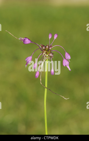 Keeled aglio Allium carinatum Foto Stock