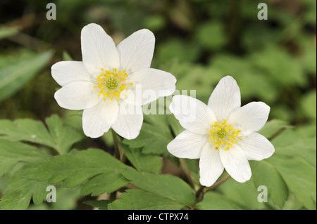 Legno Anemone Anemone nemorosa , (Ranunculaceae) Foto Stock