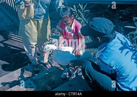 Piccola Ragazza con le anatre domestiche, Anas platyrhynchos f domestica, India Foto Stock