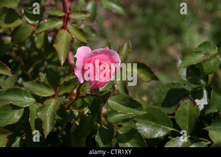 Questa è una fotografia di un rosa bocciolo di rosa di apertura. Foto Stock