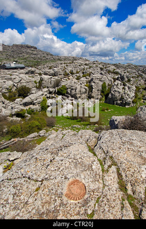 Ammonita fossile di theTorcal in Antequera, erosione lavorando su Jurassic calcari. Provincia di Malaga, Andalusia, Spagna Foto Stock