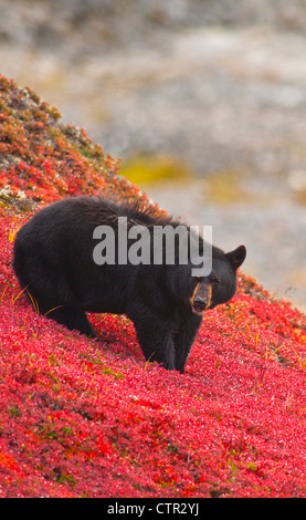 Orso nero bacche rovistando sul rosso brillante tundra patch vicino Harding Icefield Trail Exit Glacier Il Parco nazionale di Kenai Fjords Foto Stock