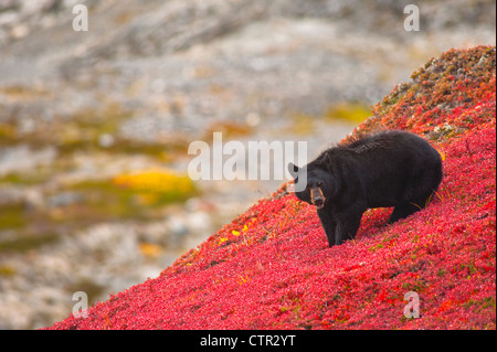 Orso nero bacche rovistando sul rosso brillante tundra patch vicino Harding Icefield Trail Exit Glacier Il Parco nazionale di Kenai Fjords Foto Stock