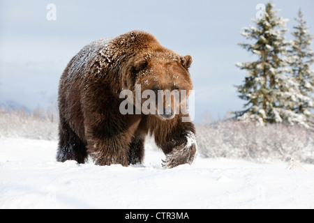 CAPTIVE: Femmina grizzly passeggiate attraverso la neve, Alaska Wildlife Conservation Centre, centromeridionale Alaska, inverno Foto Stock