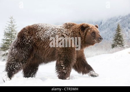 CAPTIVE: Femmina grizzly passeggiate attraverso la neve, Alaska Wildlife Conservation Centre, centromeridionale Alaska, inverno Foto Stock