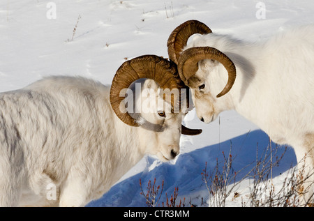 Due ram Dall pecore ma teste, Chugach Mountains, centromeridionale Alaska, inverno Foto Stock