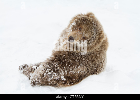 CAPTIVE: giovane femmina marrone Kodiak giacente sulla neve, Alaska Wildlife Conservation Centre, centromeridionale Alaska, inverno Foto Stock